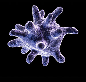 macrophage