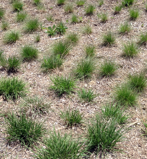 #pb_rslider_caption-1-2 brl_leed_landscape_272