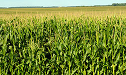 corn field