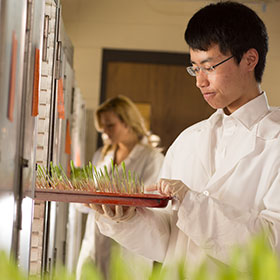 seedlings research