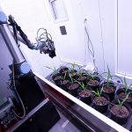 Robotic plant measurements